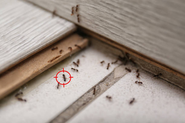 Best Spider Control Near Me  in Longview, TX