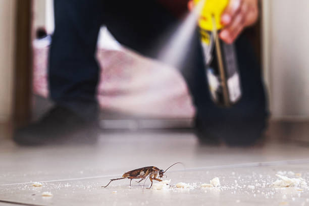 Flea Control Services in Longview, TX