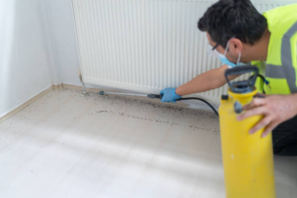 Best Flea Control Services  in Longview, TX