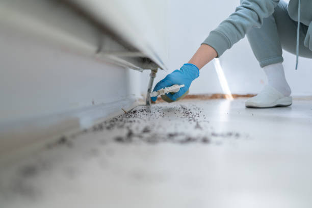 Best Rodent Control Near Me  in Longview, TX